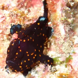 Painted Frogfish, photo 7