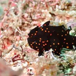 Painted Frogfish, photo 8