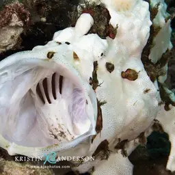 Painted Frogfish, photo 9