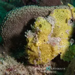 Painted Frogfish, photo 10