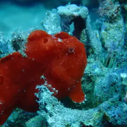 Painted Frogfish, photo 11