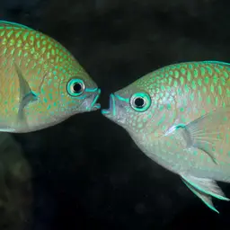 Black-axil Chromis
