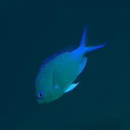Black-axil Chromis, photo 2