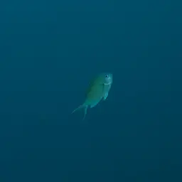 Black-axil Chromis, photo 3
