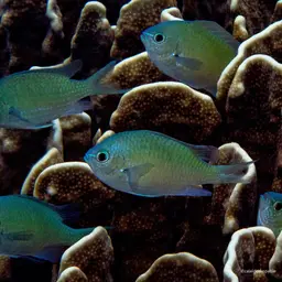 Black-axil Chromis, photo 4