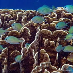 Black-axil Chromis, photo 5