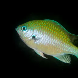 Black-axil Chromis, photo 6