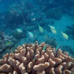Black-axil Chromis, photo 7