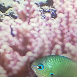 Black-axil Chromis, photo 8