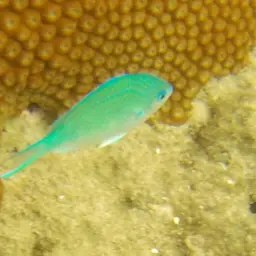 Black-axil Chromis, photo 9