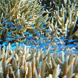 Black-axil Chromis, photo 10