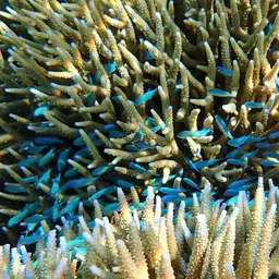 Black-axil Chromis, photo 11