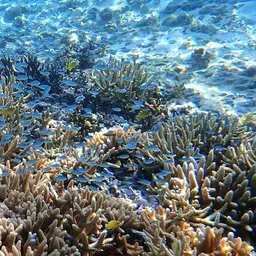 Black-axil Chromis, photo 12