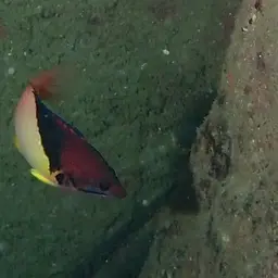 Black-belt hogfish