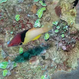 Black-belt hogfish, photo 2
