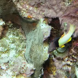 Black-belt hogfish, photo 3