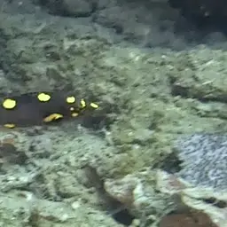 Black-belt hogfish, photo 4