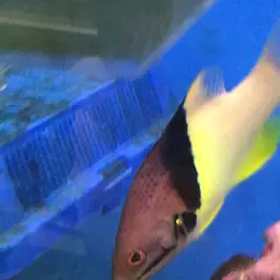 Black-belt hogfish, photo 5