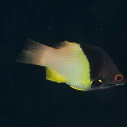 Black-belt hogfish, photo 6
