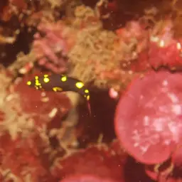 Black-belt hogfish, photo 7