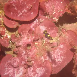 Black-belt hogfish, photo 8