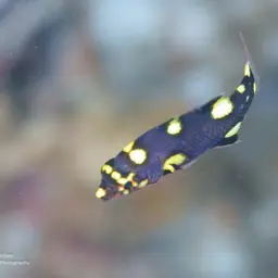 Black-belt hogfish, photo 9