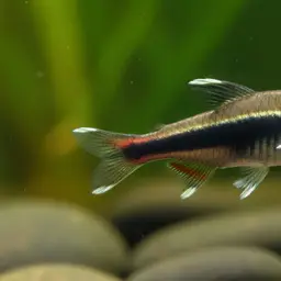 Black Darter Tetra, photo 9