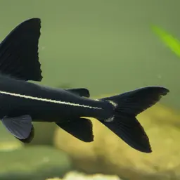 Black Lancer