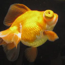 Black Moor Goldfish