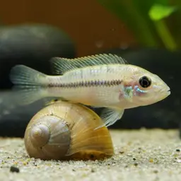 Black Ocellatus, photo 11
