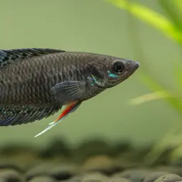 Black Paradise Fish, photo 7