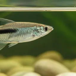 Black-winged Hatchetfish, photo 10