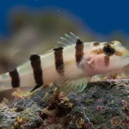 Blackbarred Reefgoby, photo 3