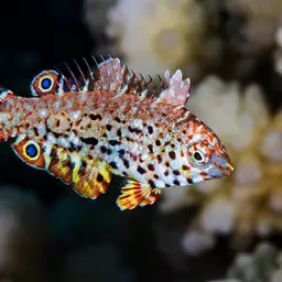 Leopard wrasse