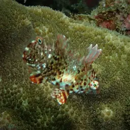 Leopard wrasse, photo 2