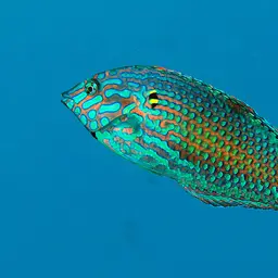 Leopard wrasse, photo 3