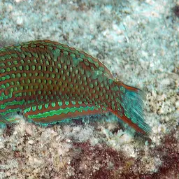 Leopard wrasse, photo 4