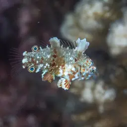 Leopard wrasse, photo 5