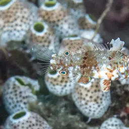 Leopard wrasse, photo 6