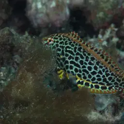 Leopard wrasse, photo 7