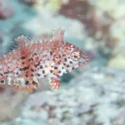 Leopard wrasse, photo 8