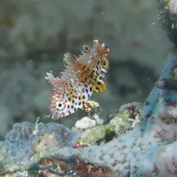 Leopard wrasse, photo 9
