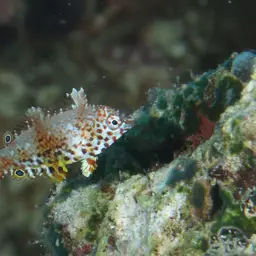 Leopard wrasse, photo 10