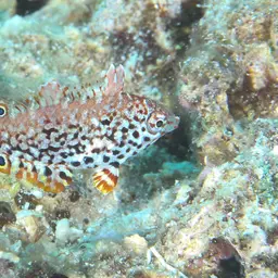 Leopard wrasse, photo 11