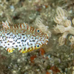 Leopard wrasse, photo 12