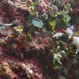Lamarck's Angelfish, photo 2