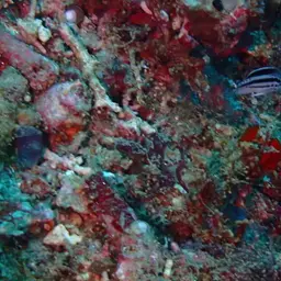 Lamarck's Angelfish, photo 3