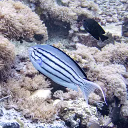 Lamarck's Angelfish, photo 4