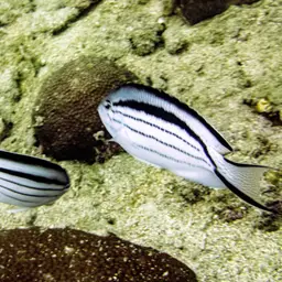 Lamarck's Angelfish, photo 5