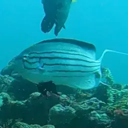 Lamarck's Angelfish, photo 6